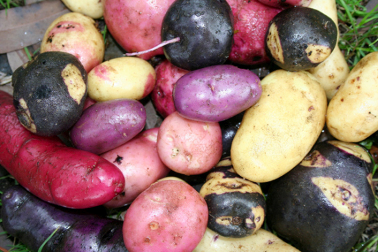 diversidad-de-papas-chilota potatopro